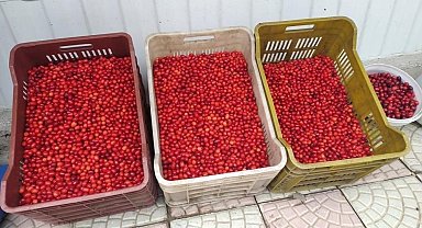 Vitamin deposu kızılcık tezgahlarda yerini aldı