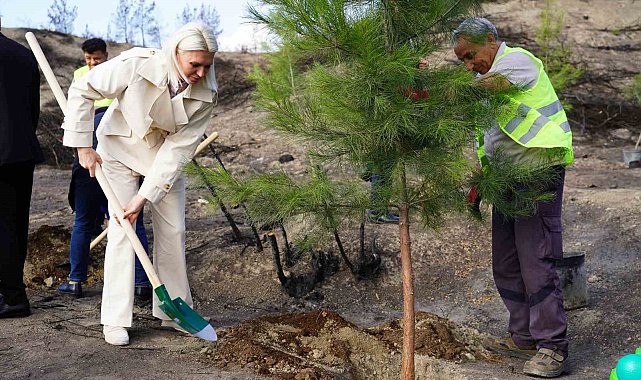 Yangın bölgesinde ilk fidanlar toprakla buluştu
