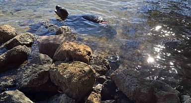 Yaralanan Akdeniz yavru keşiş foku öldü