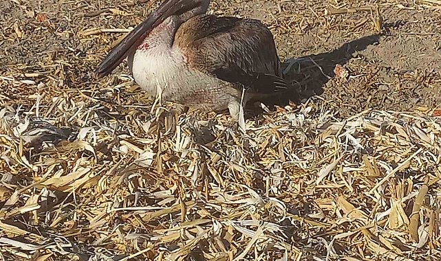 Yaralı pelikana vatandaşlardan yardım eli