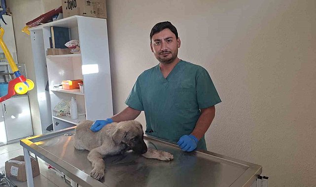 Yaralı sokak köpeğine belediye sahip çıktı