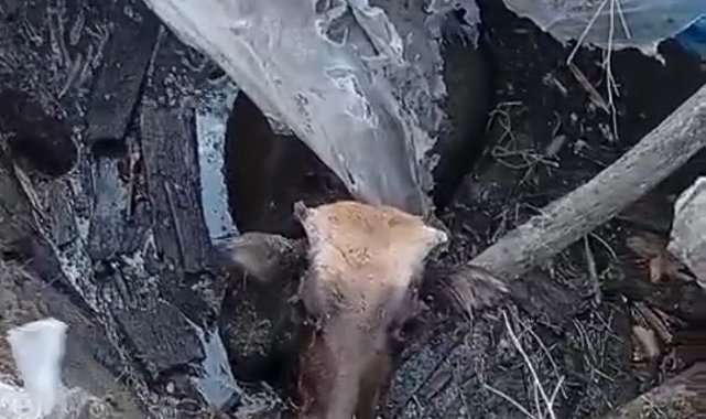 Yüksekova'da bataklığa saplanan ineği itfaiye ekipleri kurtardı