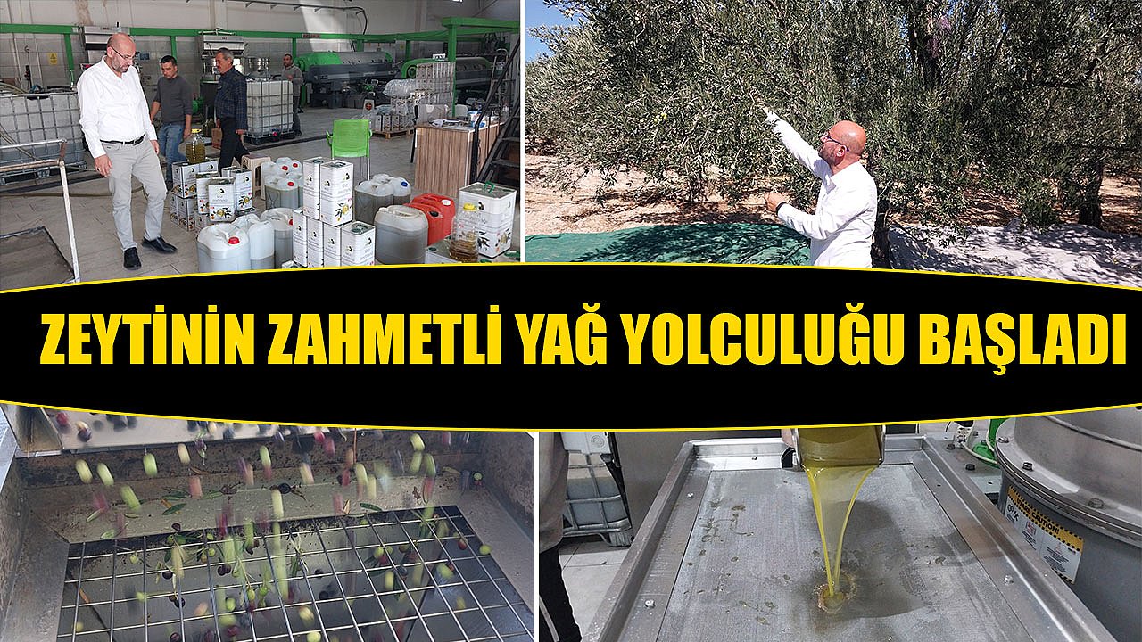 Zeytinin zahmetli yağ yolculuğu başladı