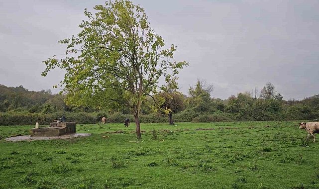 Zonguldak'ta su kuyusunda kadın cesedi bulundu