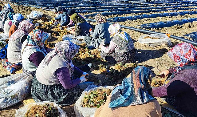 400 dönümlük çilek projesi bölge ekonomisine can verecek