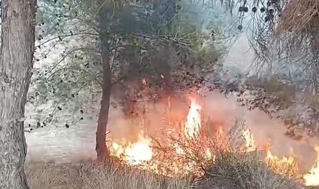 Adana'da bir çocuğun çıkardığı öne sürülen yangında 100 zeytin ağacı yandı