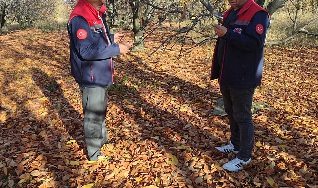 Akşehir kirazında saha incelemeleri devam ediyor