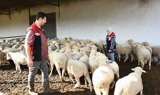 Aliağa'da hibe koyun ve koçlar üreticilere teslim edildi