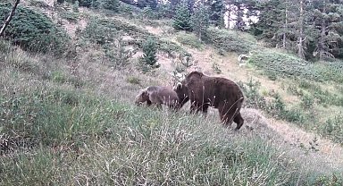 Anne ayı ve yavruları kamerada