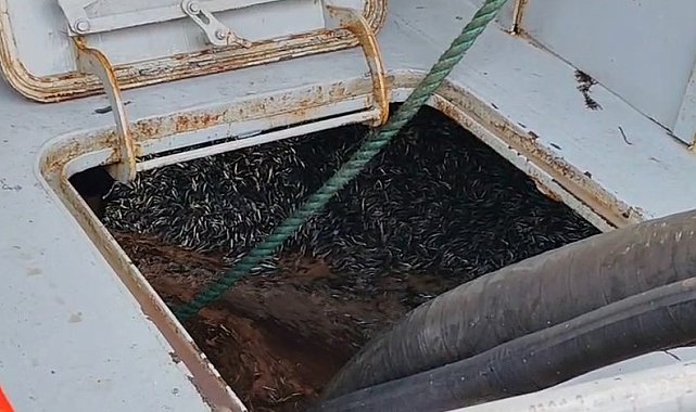 Araklı Limanı'nda hafta sonu hamsi yoğunluğu