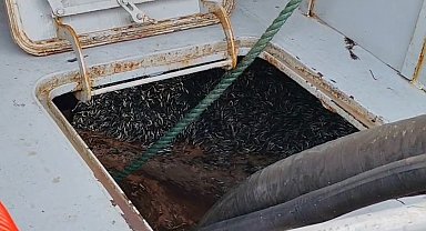 Araklı Limanı'nda hafta sonu hamsi yoğunluğu