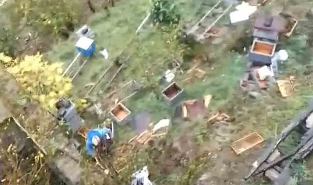 Araklı'da ayılar 50'den fazla kovanı telef etti