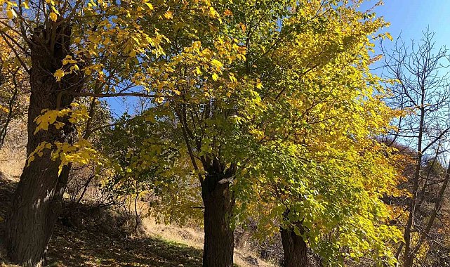 Arapgir'de sonbahar doğal güzelliğiyle görenleri hayran bıraktırıyor