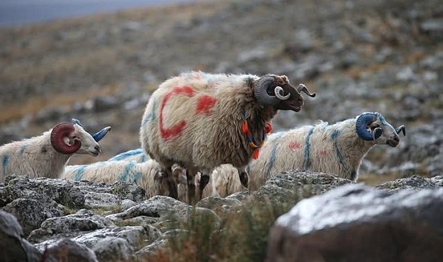 Arpaçay'da koç katımı