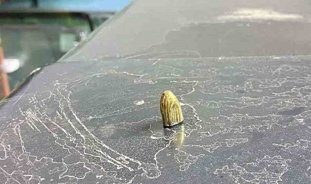 Artvin'de maganda kurşunu park halindeki araca ve iş yerine isabet etti
