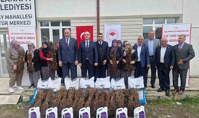 Aslanapa'da 13 kadın çiftçiye yüzde 75 hibeli 7 bin adet ahududu fidanı dağıtıldı