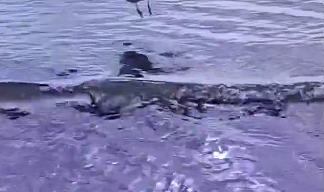 Ayağına dolanan sahte oltayla yaralanan martı tedavisinin ardından doğal ortamında