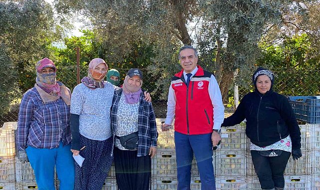 Aydın'da mandalina hasadı başladı