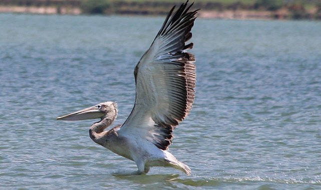 Azap Gölü'nde oltaya takılan tepeli pelikan balıkçıların dikkatiyle kurtuldu