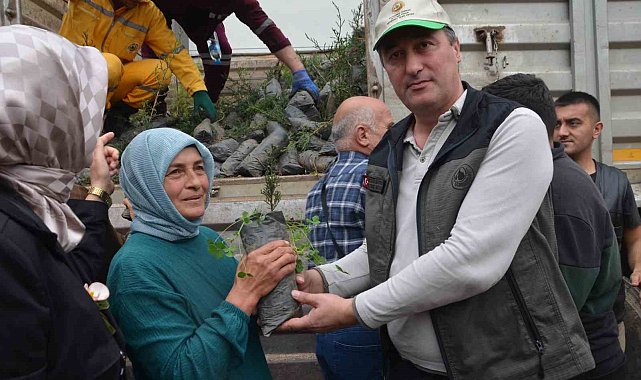 Bafra'da fidan dağıtımı