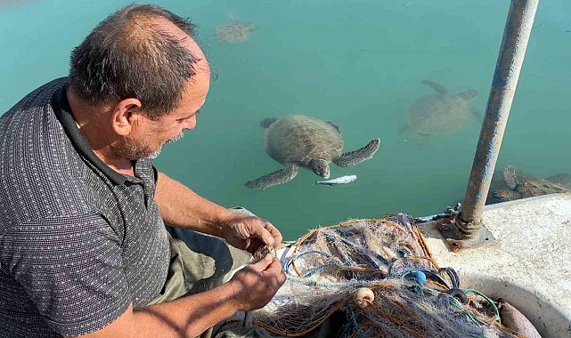 Balıkçıların dostu: Göç etmeyen caretta carettalar limanı mesken tuttu