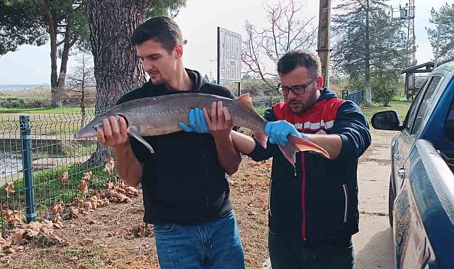 Balıkçının ağlarına takılan Mersin balığı koruma altına alındı