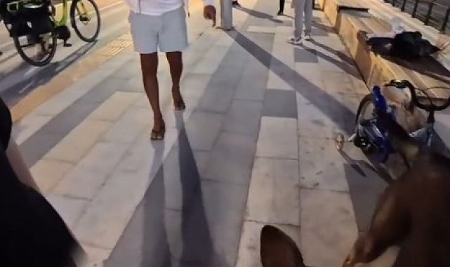 Bankta köpeğiyle oturan yerleşik yabancı kız çocuğu hayatının şokunu yaşadı