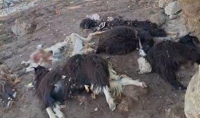 Batman'da kurt saldırısında 10 keçi telef oldu, 10'nu da yaralandı