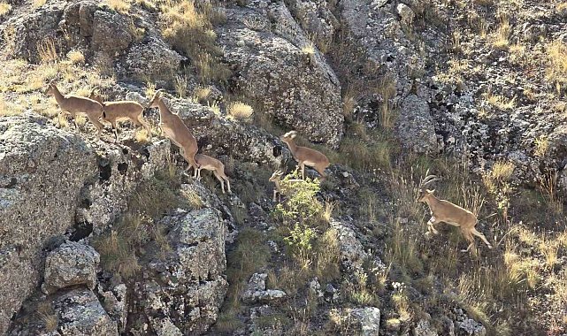 Bayburt'un dağlarını mesken tutan yaban keçileri Vauk Dağı'nda sürü halinde görüntülendi