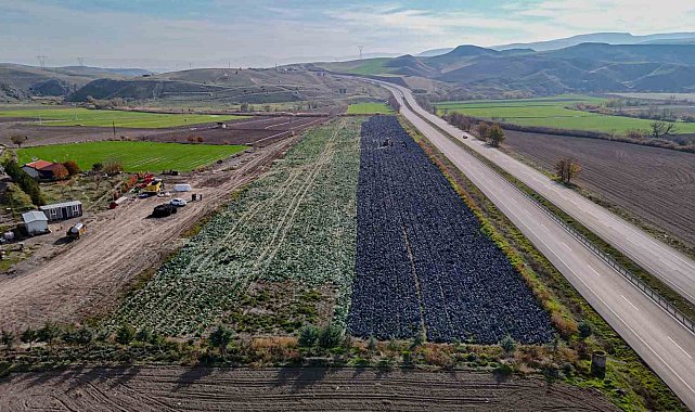 Beypazarı'nda mor lahana hasadı sürüyor