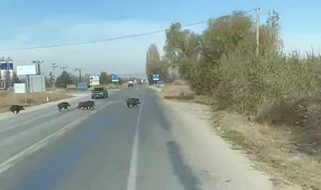 Beyşehir'de kara yoluna çıkan yaban domuzu sürüsü böyle görüntülendi
