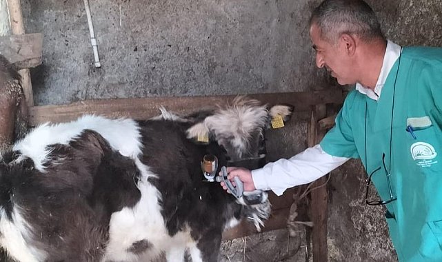 Beyşehir'de şap aşısı seferberliği