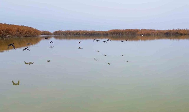 Bitlis'ten göç etmeyen kuşlar sıcak sulara sığındı