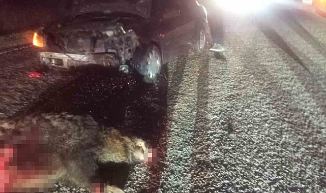 Bolu'da domuza çarpan otomobil hurdaya döndü: 1 yaralı