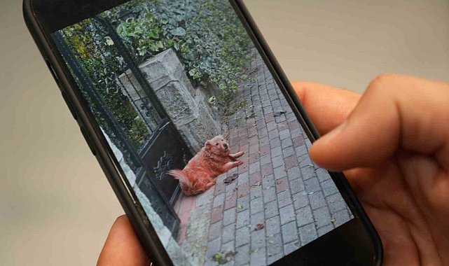 Boyalı köpekler merak uyandırdı