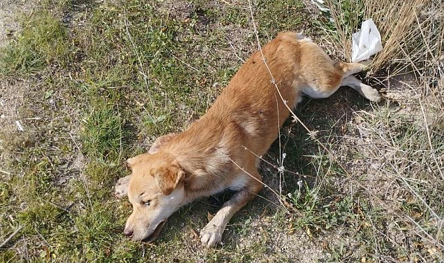 Buldan'da yol kenarında ölü köpekler bulundu