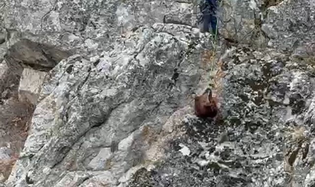 Burdur'da mahsur kalan keçiler ekipler tarafından kurtarıldı