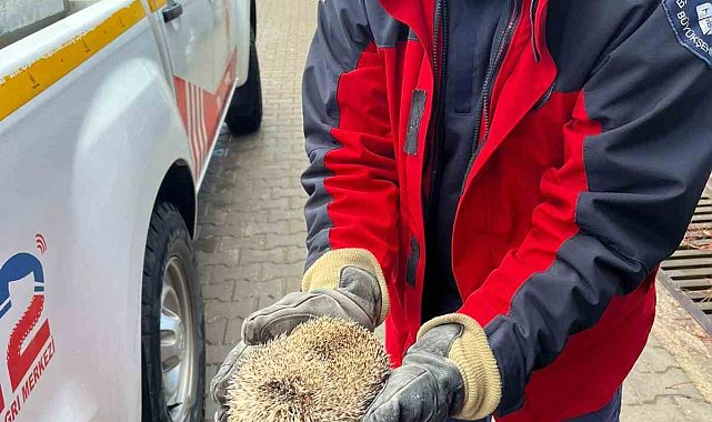 Burhaniye'de mazgala sıkışan kirpiyi itfaiye kurtardı