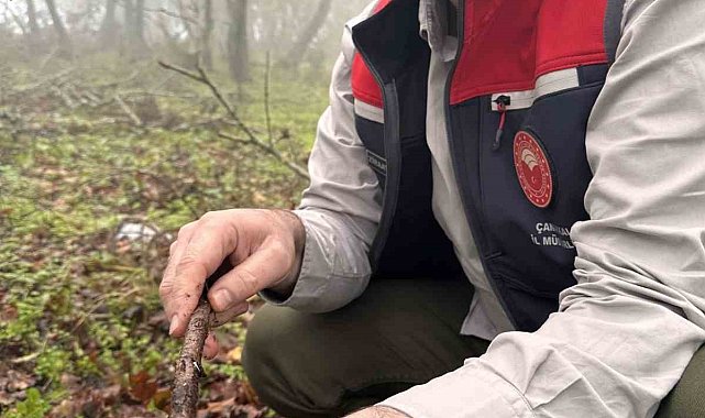 Çanakkale'de hububat zararlısı süneye geçit yok
