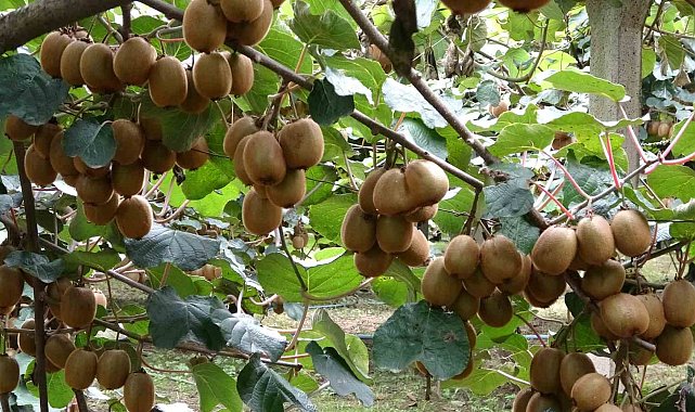 Çarşamba'da kivi hasadı başladı: Hedef Türkiye birinciliği