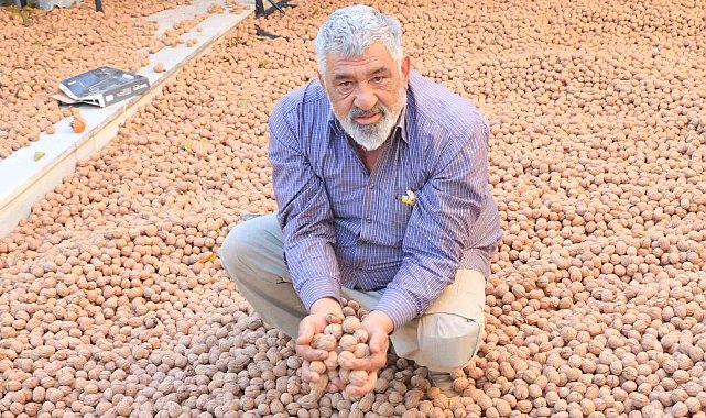 Ceviz üretimiyle Avrupa'daki maaşından daha çok kazanıyor
