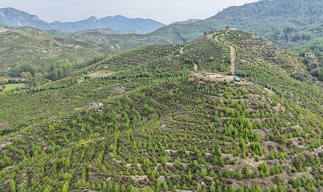 Dalaman'da 6 yıl önce dikilen fidanlar ormana dönüştü