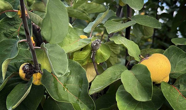 Dalların altın sarısını don vurdu: 10 dönüm tarladan 2 kasa ayva çıktı
