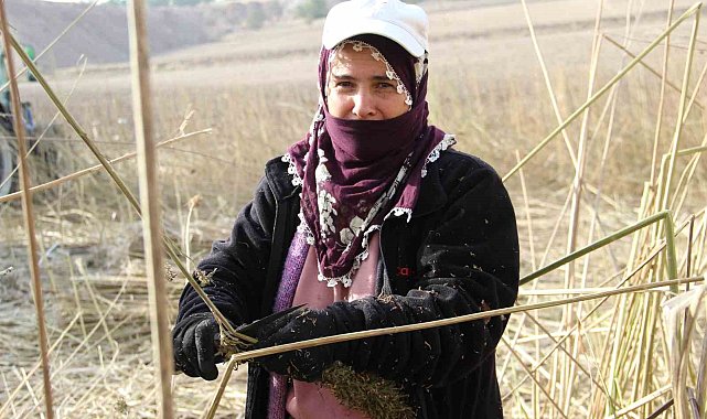 Deneme amaçlı ekilen kenevirde ilk hasat yapıldı: Çiftçiler için önemli bir gelir kapısı olabilir