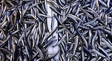 Denizdeki hamsi bolluğu ihracat rakamlarına yansımadı