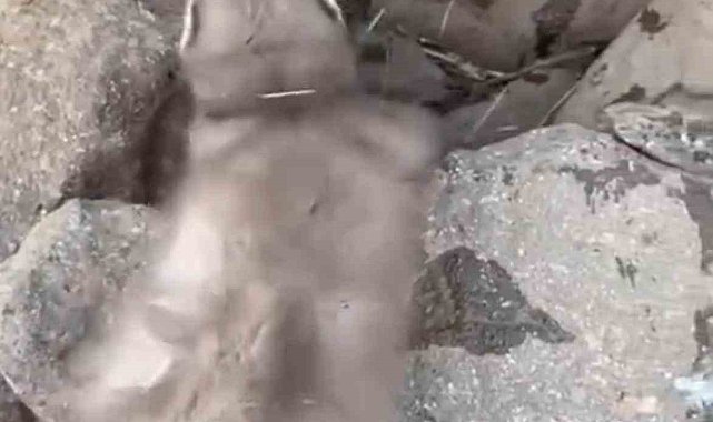 Diyarbakır'da bitkin halde bulunan gelincik, vatandaşlar tarafından görüntülendi