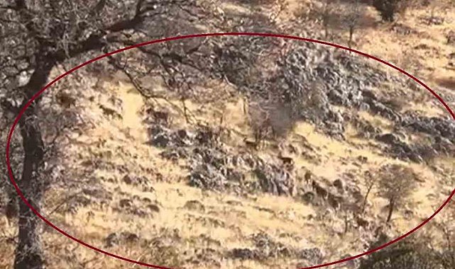 Diyarbakır'da dağ keçileri sürü halinde görüntülendi