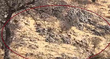 Diyarbakır'da dağ keçileri sürü halinde görüntülendi