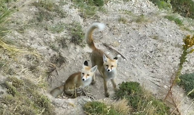 Doğanın sevimli yüzü: Tilki ailesi havadan görüntülendi