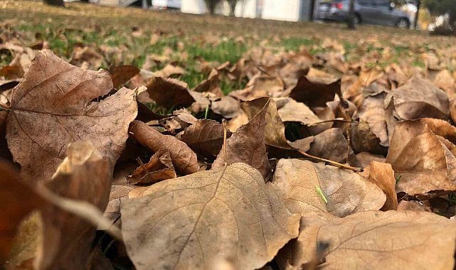 Dökülen yaprakla kartpostallık görüntüler oluşturdu